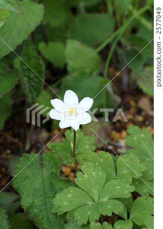 Spring fairy / nirinosu quietly blooming Spring fairy / nirinosu quietly blooming 2577049