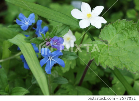 Spring fairy ninnimuth and firefly Spring fairy ninnimuth and firefly 2577051