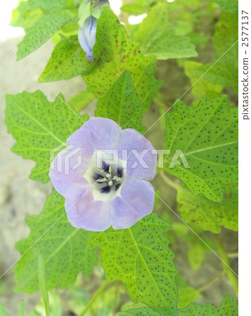 黑色食人魔在陽光下 2577137