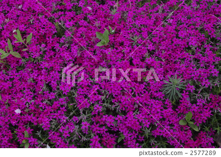 moss phlox, flower garden, flower field 2577289