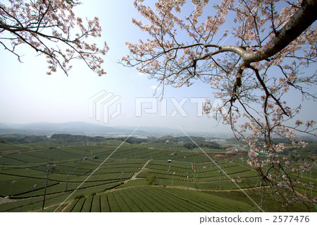 Tea plantations and cherry blossoms Tea plantations and cherry blossoms 2577476