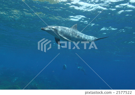 寬嘴海豚 東方寬吻海豚 海洋和河流哺乳動物 2577522