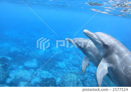 寬嘴海豚 東方寬吻海豚 海豚 2577524