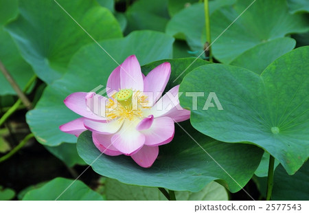 一千年老闆 2577543