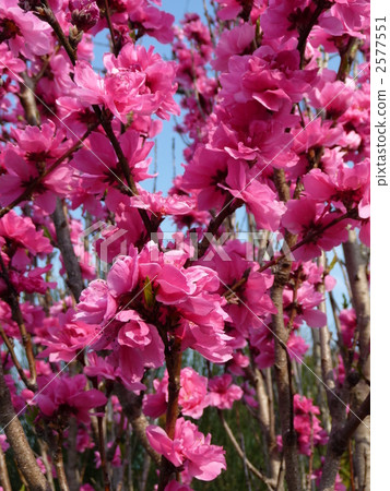 Peach blossom "Terumoto peach" Terutomomo 2577551