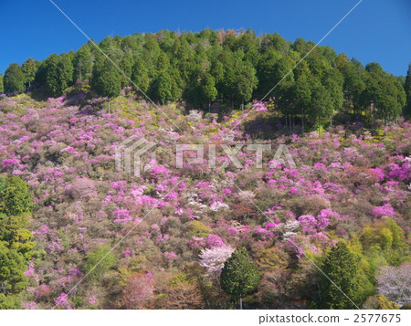 京都/高雄的山櫻桃樹 京都/高雄的山櫻桃樹 2577675