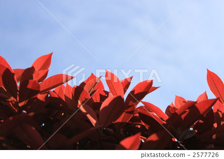 日本石楠屬 紅葉 植物 2577726