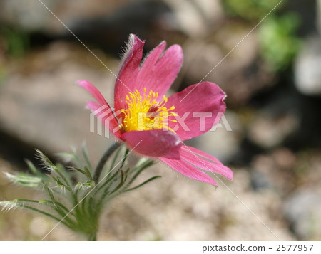 Flower of Okinagusa 2577957