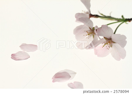FujiSakura FujiSakura 2578094