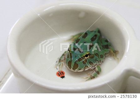 克蘭威爾金槍魚青蛙 2578130