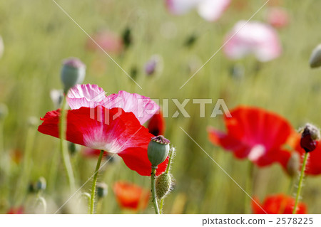 Poppy Poppy 2578225