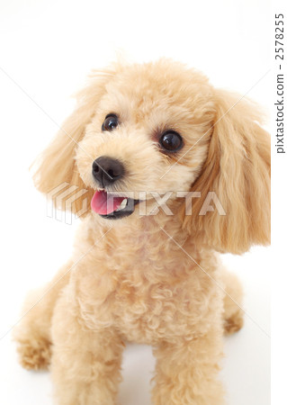Toy poodle (white back) Toy poodle (white back) 2578255