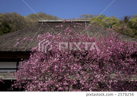 kamakura, kanagawa, kanagawa prefecture 2578256