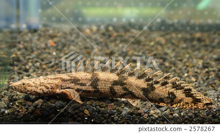 Polypthus·Endricheri Polypthus·Endricheri 2578267