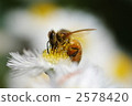 A bee 2578420