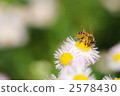 A bee 2578430