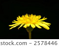Dandelion 2578446