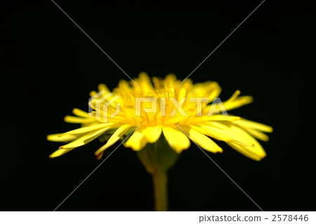 Dandelion 2578446