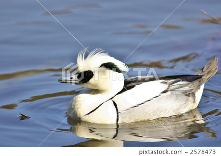 Miko Aisa Miko Aisa 2578473