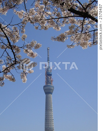 東京天空樹和櫻花 東京天空樹和櫻花 2578487