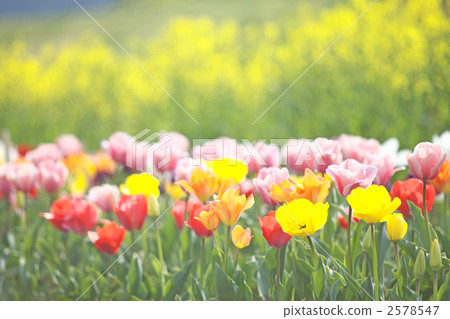 Tulip field 2578547