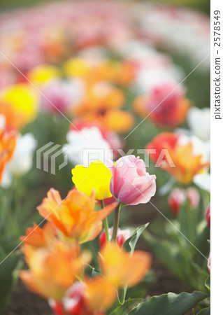 Tulip field 2578549