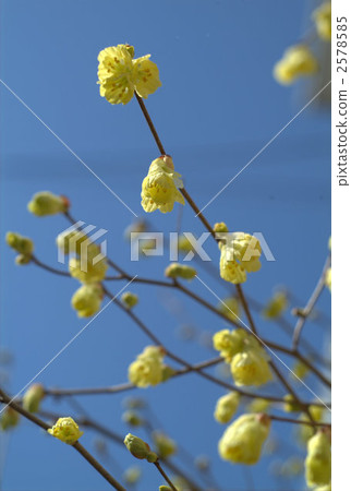 毛茛冬季淡褐色 陽光明媚的山茱萸 植物 2578585