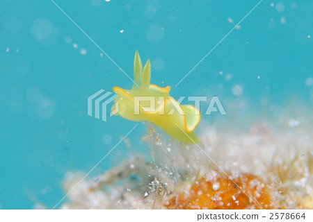 海參 2578664
