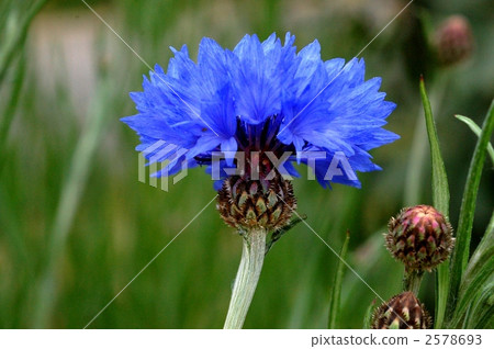 Yagurumagigu Yagurumagigu 2578693