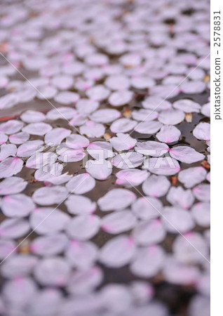 櫻花漂浮在水中 2578831