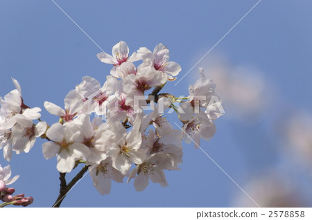 櫻花 櫻 賞櫻 2578858