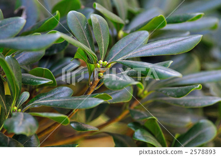 Tree · Towella (Towella family) 2578893