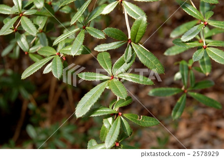 Leaves of Hebi Bora 2578929