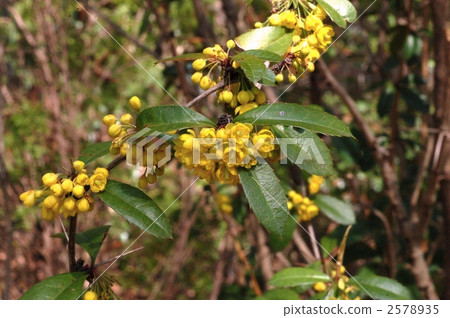 Heavino Boraz Heavino Boraz 2578935