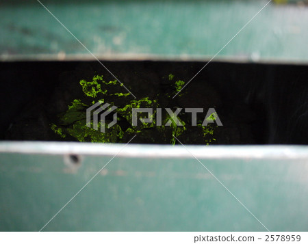 Hikarigokke of peephole 2578959