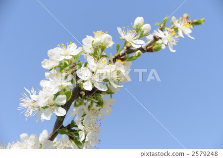 修剪花 修剪花 2579248