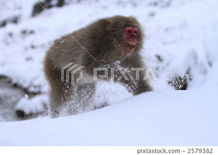 一隻猴子 一隻猴子 2579382