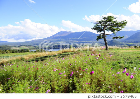 Cosmos field of a beloved woman Cosmos field of a beloved woman 2579465