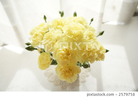 Yellow carnation Yellow carnation 2579758