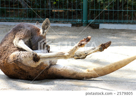 Kangaroo peeping into the bag Kangaroo peeping into the bag 2579805