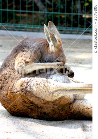 Falling in love - "Kangaroo" Falling in love - "Kangaroo" 2579806