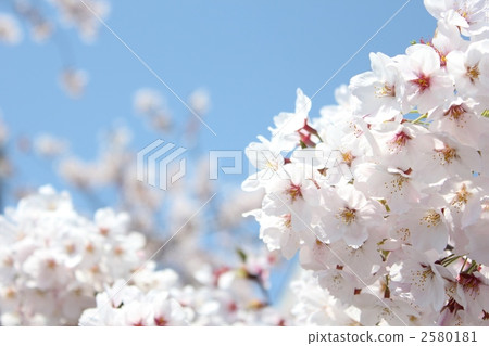 在隅田公園的吉野櫻花樹 在隅田公園的吉野櫻花樹 2580181