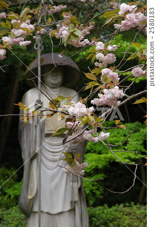 Yaezakura and Kukai 2580183