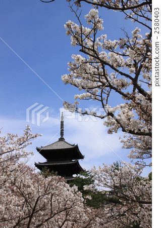 仁和寺 仁和寺 2580403
