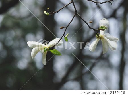 白辣花 白辣花 2580418