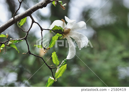 When Kobushi blooms When Kobushi blooms 2580419