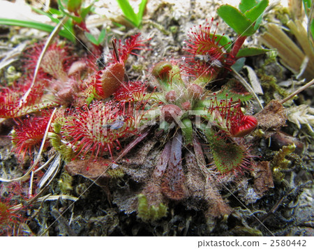 鞘翅目昆蟲的殺蟲作用行為 2580442