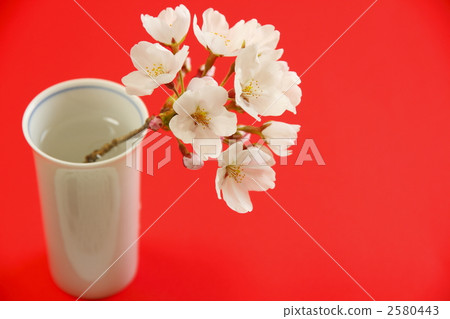 山櫻 野櫻桃花 野櫻桃樹 2580443