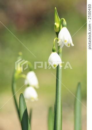 lily of the valley narcissus, snowflake, snowflakes 2580480