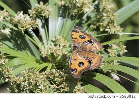 Tatehamodorki hit the sun 1 2580812